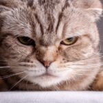 cats really hate having their tails touched