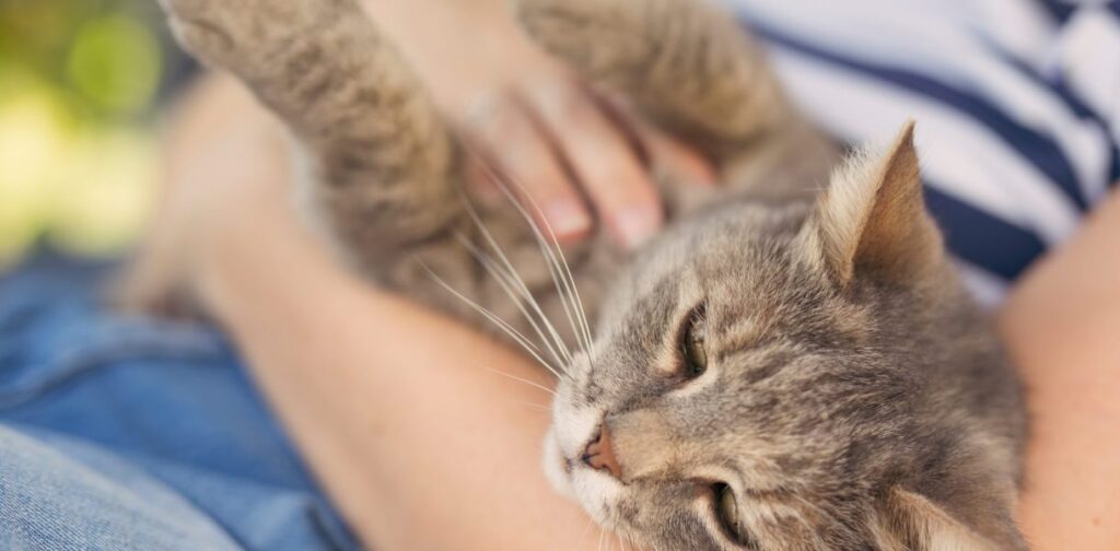 Talking to Your Cat Like a Baby
