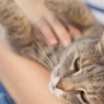 Talking to Your Cat Like a Baby