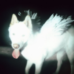 Fat Dog Cancel Me (I'm Tired)