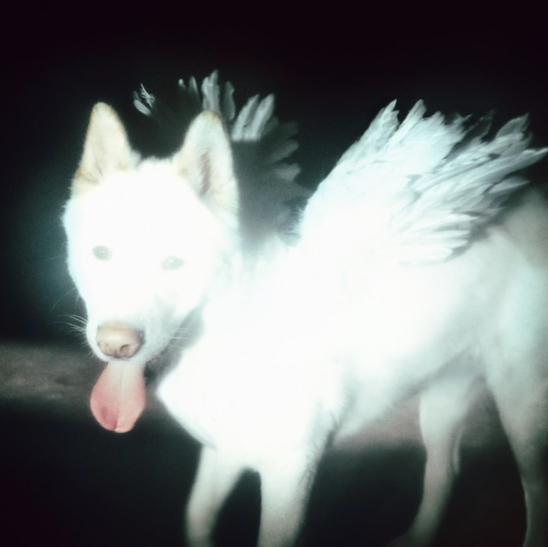 Fat Dog Cancel Me (I'm Tired)